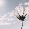 千王之王重出江湖